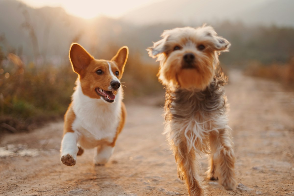 Cama ortopédica CasaViva SoftRest — perros medianos/grandes